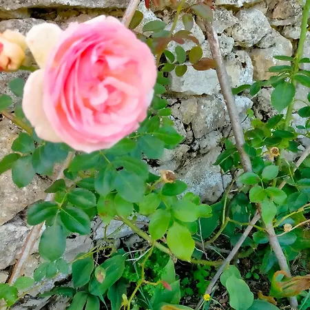 Chateau Fongiras 11 Personnes Medoc * Saint-Germain-dʼEsteuil