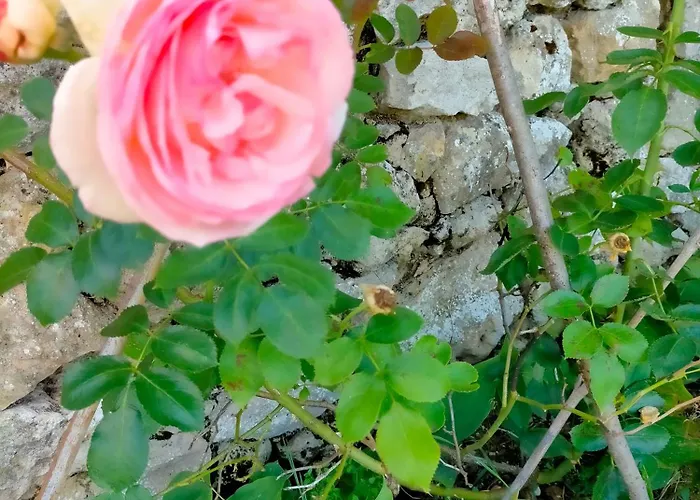 Chateau Fongiras 11 Personnes Medoc * Saint-Germain-dʼEsteuil